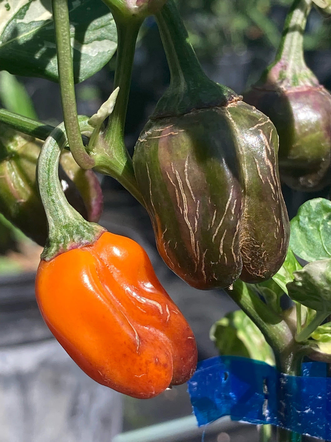 Tiger Anaheim (Pepper Seeds)