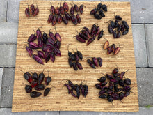 Load image into Gallery viewer, Pandora’s Box Pimenta Jolokia/PJ Mix (Pepper Seeds)