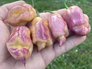 Pink Voltron (T-E)(Pepper Seeds)