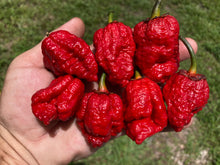 Load image into Gallery viewer, MedullaGum (Pepper Seeds)