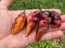 Load image into Gallery viewer, Pandora’s Box Pimenta Jolokia/PJ Mix (Pepper Seeds)