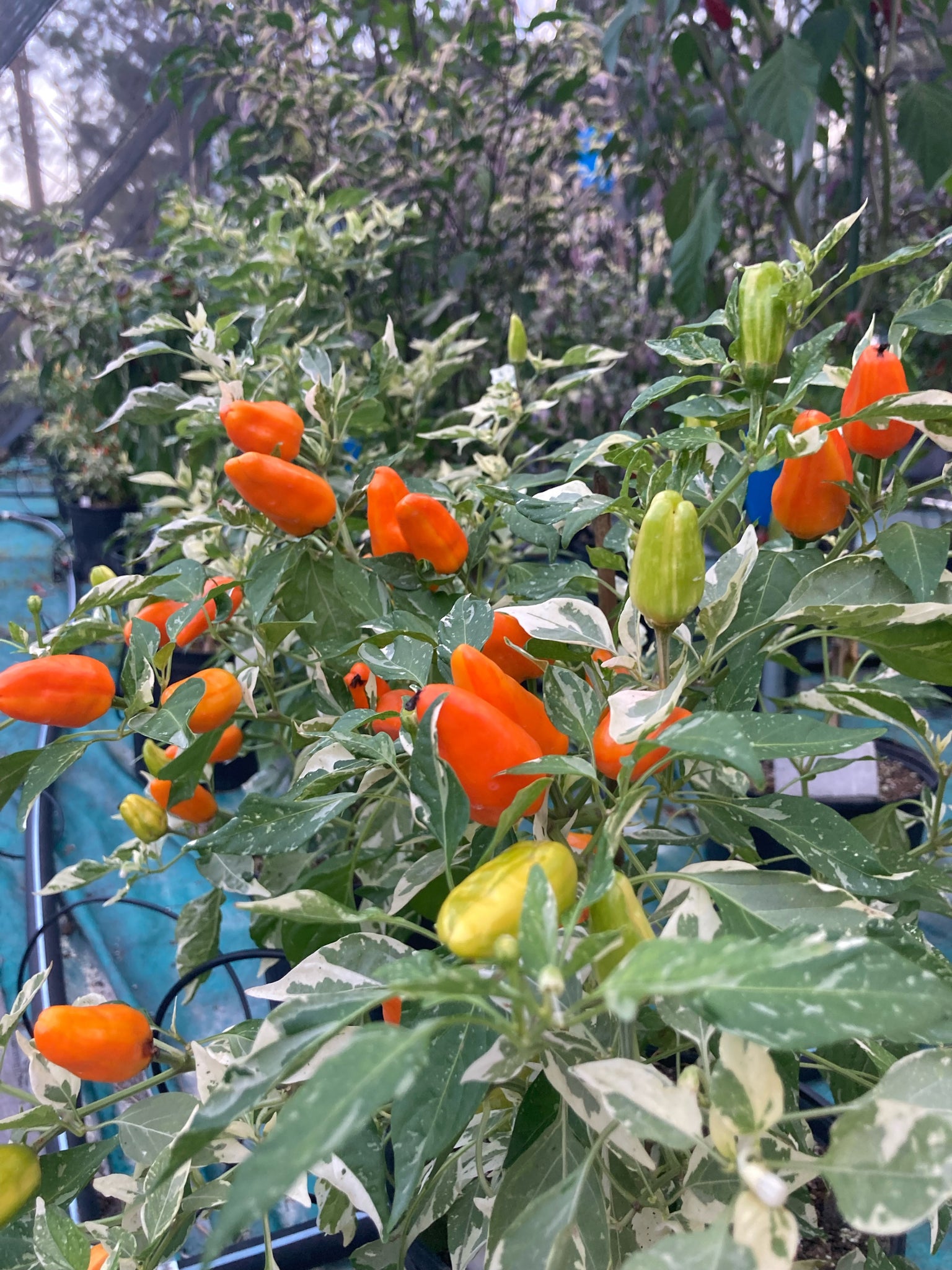 Organic Heirloom Fish Pepper Seeds - Rare Hot Pepper, MurraySeedCo, For Spring/Summer/Fall Planting