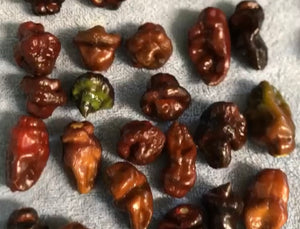 Roxa Lantern Chocolate (Pepper Seeds)(Limited)