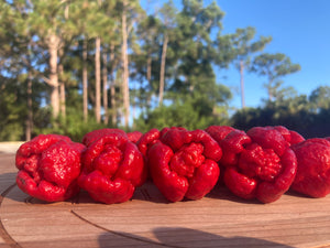 Trinidad Moruga Scorpion (Original)(Pepper Seeds)