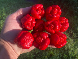 Trinidad Moruga Scorpion (Original)(Pepper Seeds)