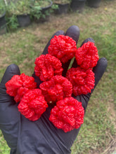 Load image into Gallery viewer, SBJ7/SB7J (Pepper Seeds)