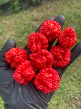 Load image into Gallery viewer, SBJ7/SB7J (Pepper Seeds)