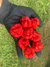 Load image into Gallery viewer, SBJ7/SB7J (Pepper Seeds)