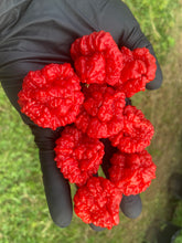 Load image into Gallery viewer, SBJ7/SB7J (Pepper Seeds)