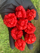 Load image into Gallery viewer, SBJ7/SB7J (Pepper Seeds)