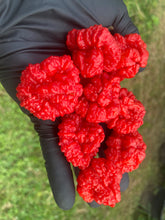 Load image into Gallery viewer, SBJ7/SB7J (Pepper Seeds)