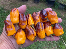 Load image into Gallery viewer, Orange Parrot Fish (Pepper seeds)