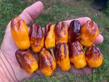 Load image into Gallery viewer, Orange Parrot Fish (Pepper seeds)