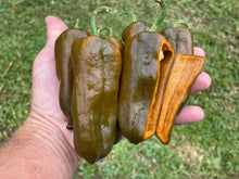 Load image into Gallery viewer, Berbre Anaheim Mustard (Pepper Seeds)