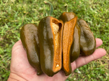 Load image into Gallery viewer, Berbre Anaheim Mustard (Pepper Seeds)