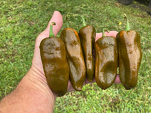 Load image into Gallery viewer, Berbre Anaheim Mustard (Pepper Seeds)
