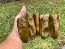 Load image into Gallery viewer, Berbre Anaheim Mustard (Pepper Seeds)
