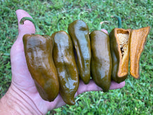Load image into Gallery viewer, Berbre Anaheim Mustard (Pepper Seeds)