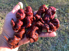 Load image into Gallery viewer, Primotalii Chocolate (Pepper Seeds)