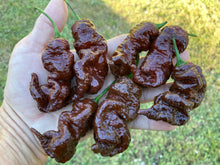 Load image into Gallery viewer, Primotalii Chocolate (Pepper Seeds)