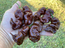 Load image into Gallery viewer, Primotalii Chocolate (Pepper Seeds)