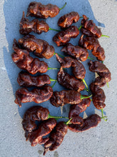 Load image into Gallery viewer, Primotalii Chocolate (Pepper Seeds)