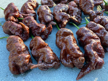Load image into Gallery viewer, Primotalii Chocolate (Pepper Seeds)