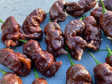 Load image into Gallery viewer, Primotalii Chocolate (Pepper Seeds)