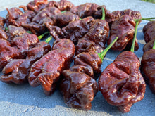 Load image into Gallery viewer, Primotalii Chocolate (Pepper Seeds)