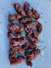 Load image into Gallery viewer, Primotalii Chocolate (Pepper Seeds)