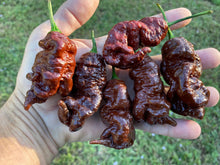 Load image into Gallery viewer, Primotalii Chocolate (Pepper Seeds)