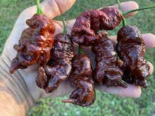 Load image into Gallery viewer, Primotalii Chocolate (Pepper Seeds)