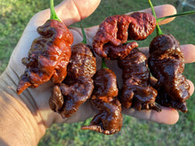 Load image into Gallery viewer, Primotalii Chocolate (Pepper Seeds)