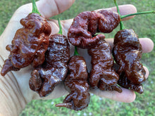 Load image into Gallery viewer, Primotalii Chocolate (Pepper Seeds)
