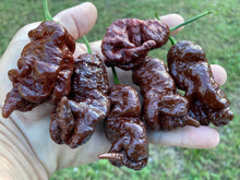 Load image into Gallery viewer, Primotalii Chocolate (Pepper Seeds)