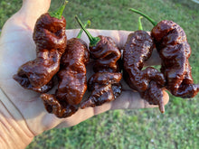 Load image into Gallery viewer, Primotalii Chocolate (Pepper Seeds)