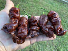 Load image into Gallery viewer, Primotalii Chocolate (Pepper Seeds)