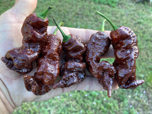 Load image into Gallery viewer, Primotalii Chocolate (Pepper Seeds)