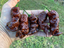 Load image into Gallery viewer, Primotalii Chocolate (Pepper Seeds)