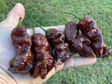 Load image into Gallery viewer, Primotalii Chocolate (Pepper Seeds)