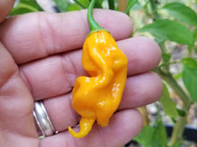 Load image into Gallery viewer, Ghost Scorpion Yellow (T-E) (Pepper Seeds)