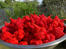 Load image into Gallery viewer, RB003 (Pepper Seeds)