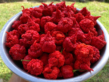 Load image into Gallery viewer, RB003 (Pepper Seeds)