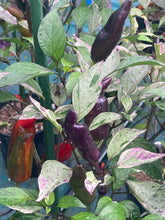 Load image into Gallery viewer, Tiger Jalapeño (Pepper Seeds)