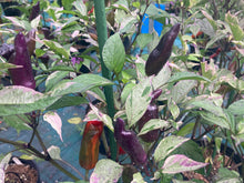 Load image into Gallery viewer, Tiger Jalapeño (Pepper Seeds)
