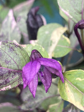 Load image into Gallery viewer, Tiger Jalapeño (Pepper Seeds)