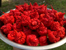 Load image into Gallery viewer, RB003 (Pepper Seeds)