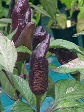 Load image into Gallery viewer, Tiger Jalapeño (Pepper Seeds)