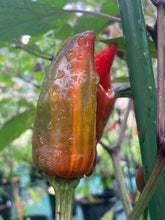Load image into Gallery viewer, Tiger Jalapeño (Pepper Seeds)