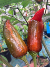 Load image into Gallery viewer, Tiger Jalapeño (Pepper Seeds)